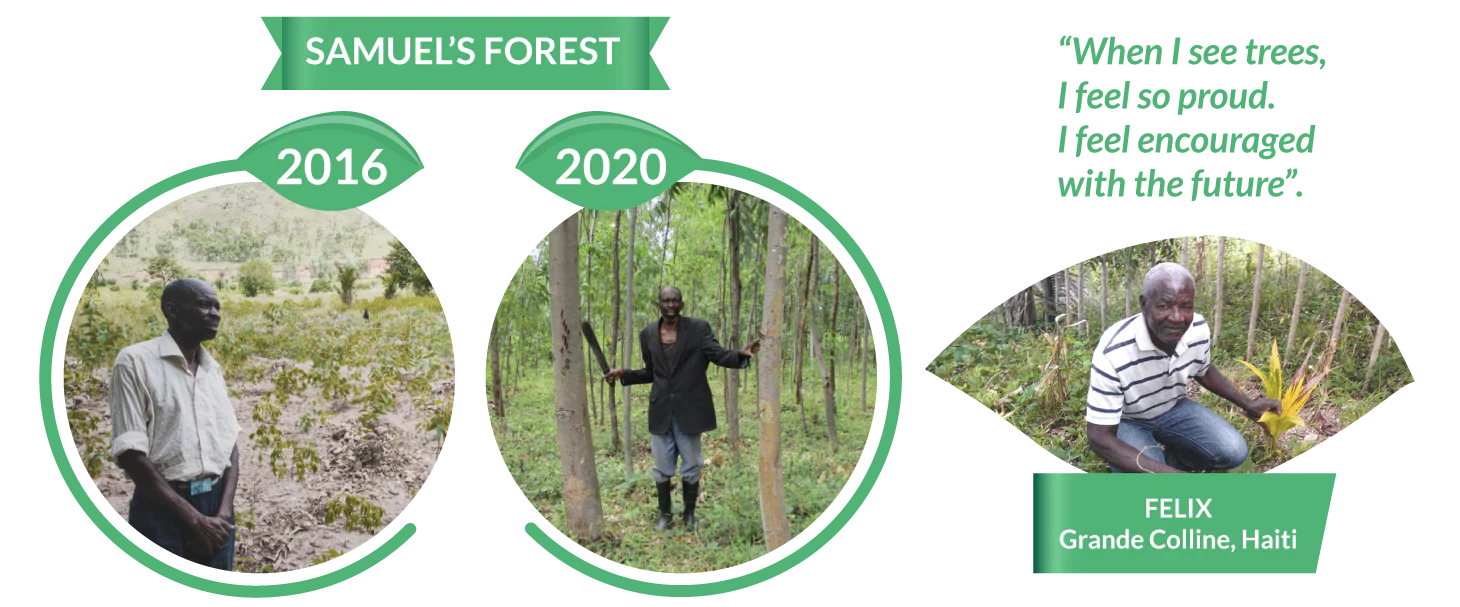 A lush forest landscape with sunlight filtering through the trees, symbolizing our commitment to planting trees for every 100 km our pallets travel.